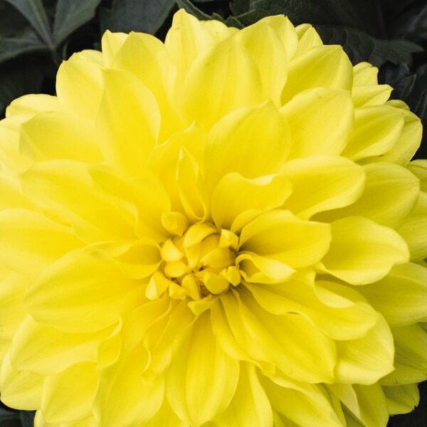 Dahlinova, Hypnotica Yellow Improved - Campbell’s Nursery