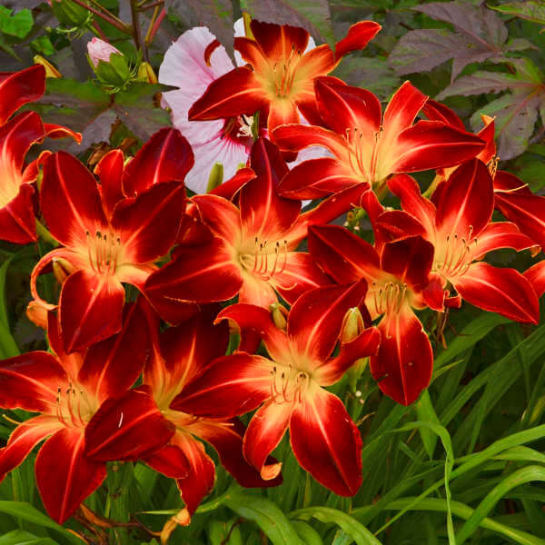 Daylily, Ruby Spider