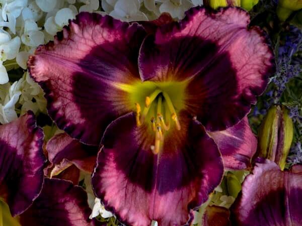 Daylily, Storm Shelter