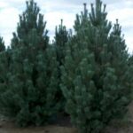 Pine, Mexican White Domingo