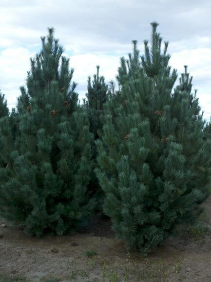 Pine, Mexican White Domingo