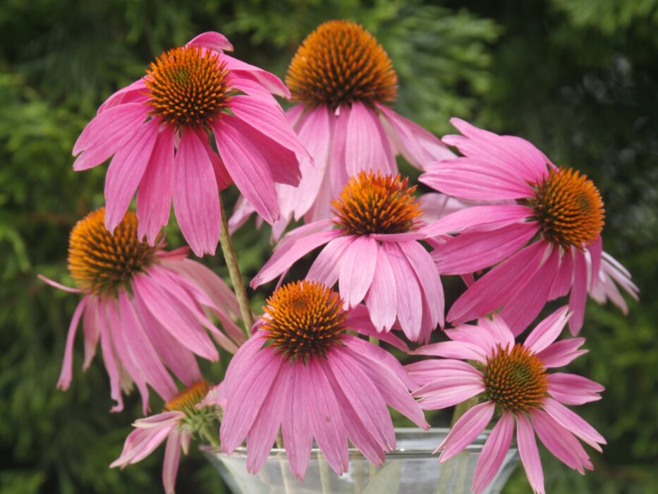 Coneflower, Kim's Knee High Campbell's Nursery