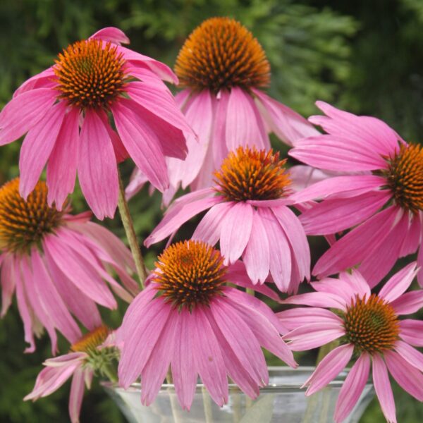 Coneflower, Kim's Knee High