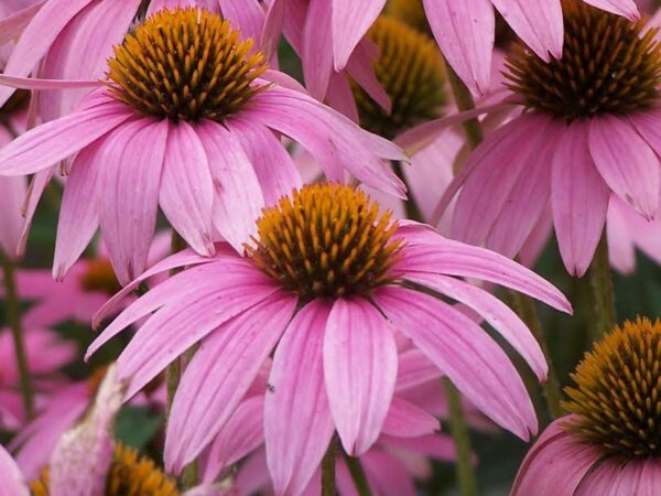 Coneflower, Magnus - Image 2