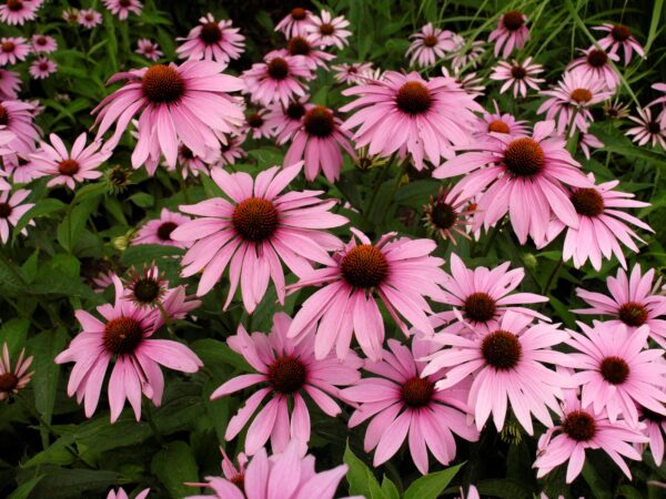 Coneflower, Magnus - Image 3