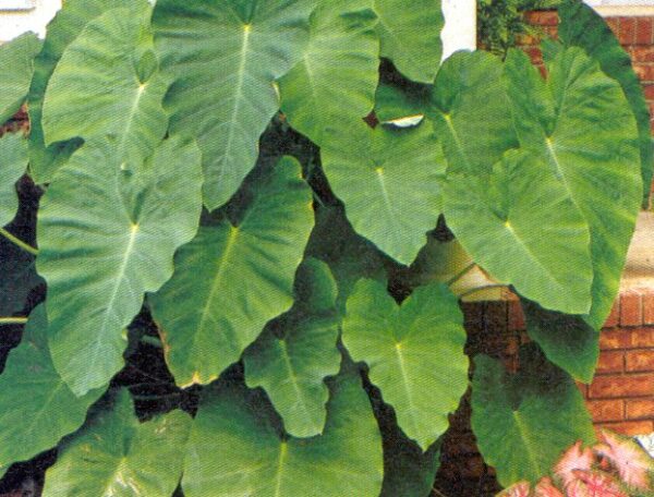 Colocasia, Elephant Ears