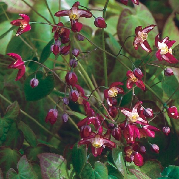 Barrenwort, Red