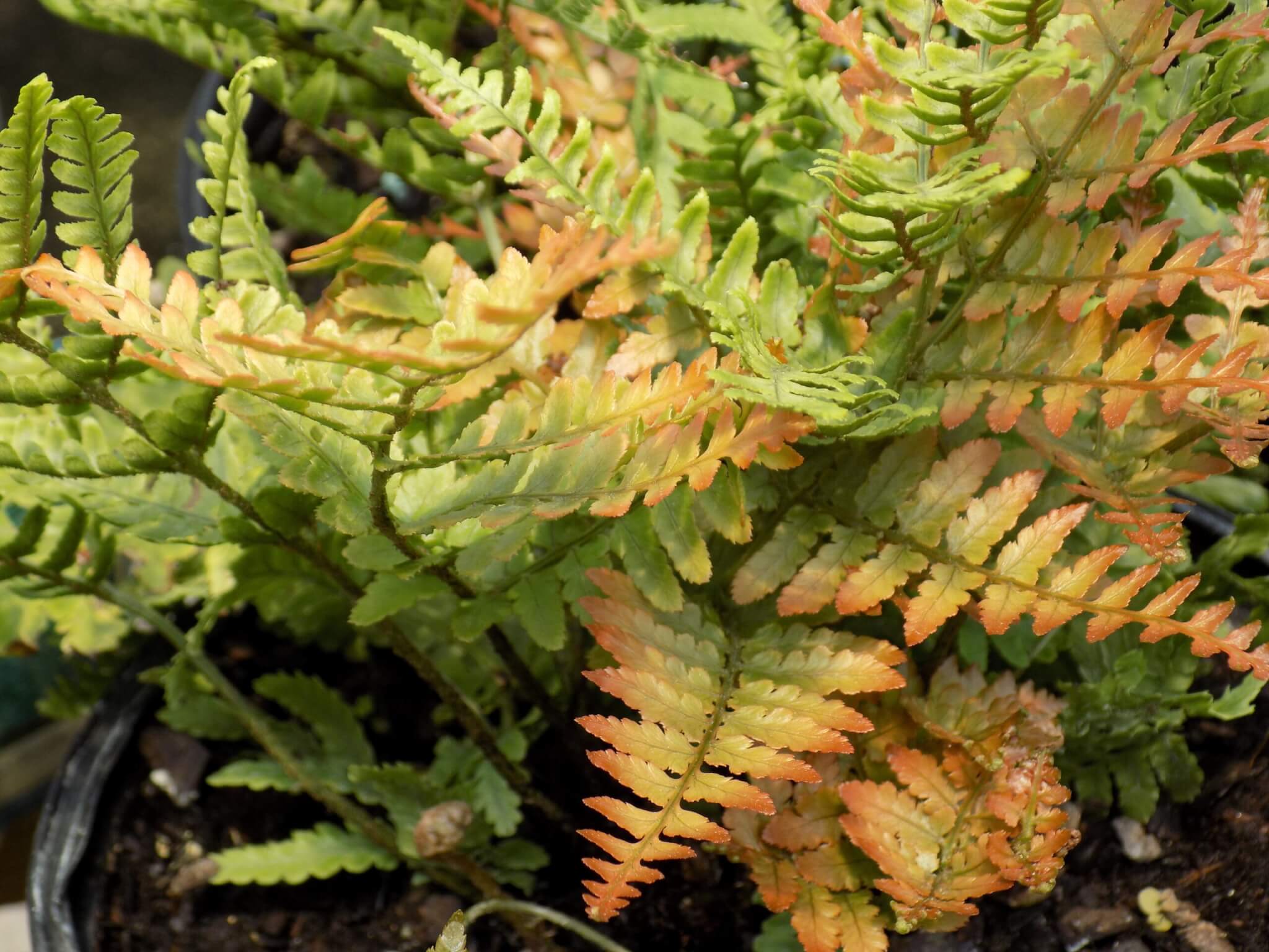 Fern, Autumn Brilliance