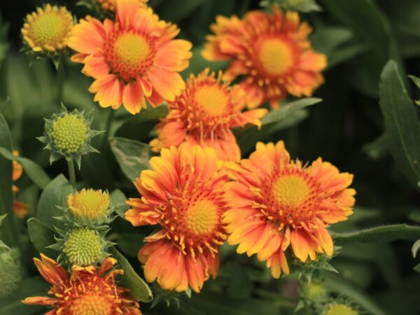 Blanket Flower, Arizona Apricot