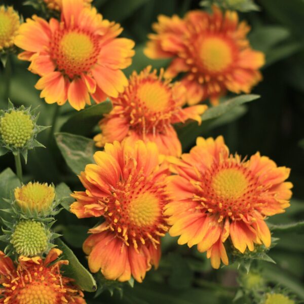Blanket Flower, Arizona Apricot