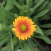 Blanket Flower, Arizona Apricot - Image 2