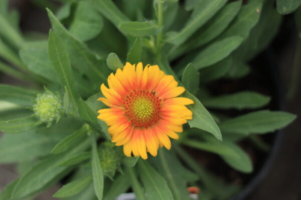 Blanket Flower, Arizona Apricot - Image 2