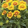 Blanket Flower, Arizona Apricot - Image 3