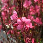 Gaura, Belleza Dark Pink