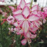 Gaura, Gauriella Bicolor