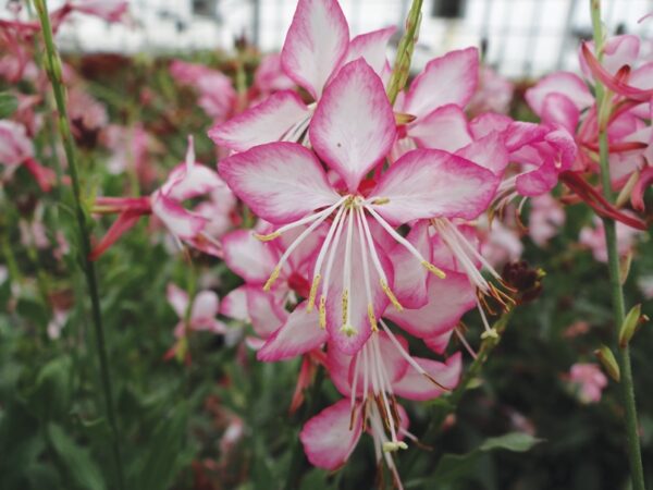 Gaura, Gauriella Bicolor