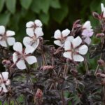 Geranium, Midnight Ghost