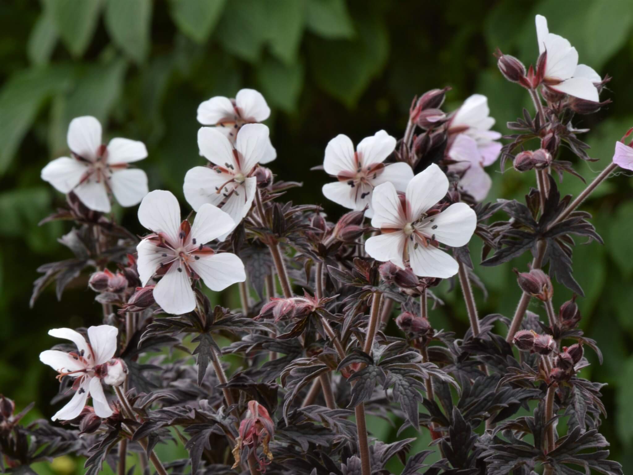 Geranium, Midnight Ghost