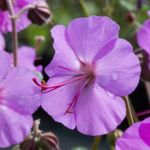 Geranium, Karmina