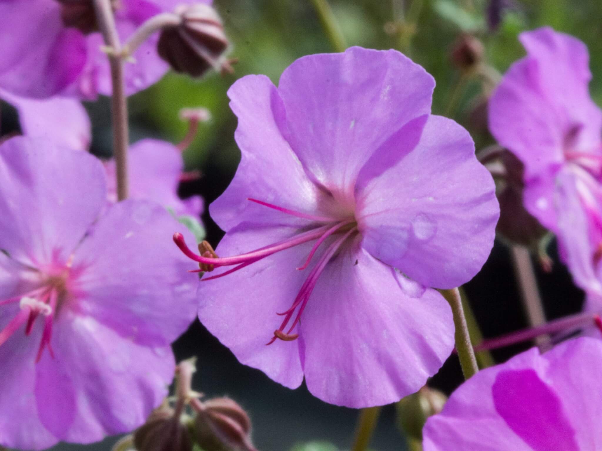 Geranium, Karmina