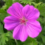 Geranium, Tiny Monster