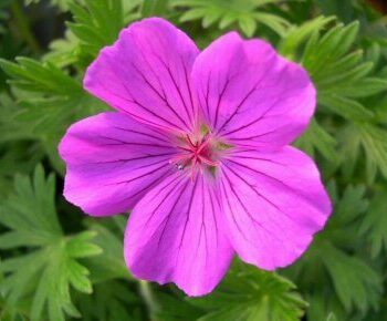 Geranium, Tiny Monster