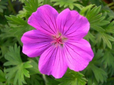 Geranium, Tiny Monster