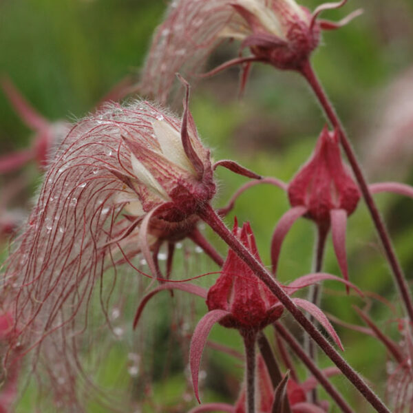 Geum, Prairie Smoke