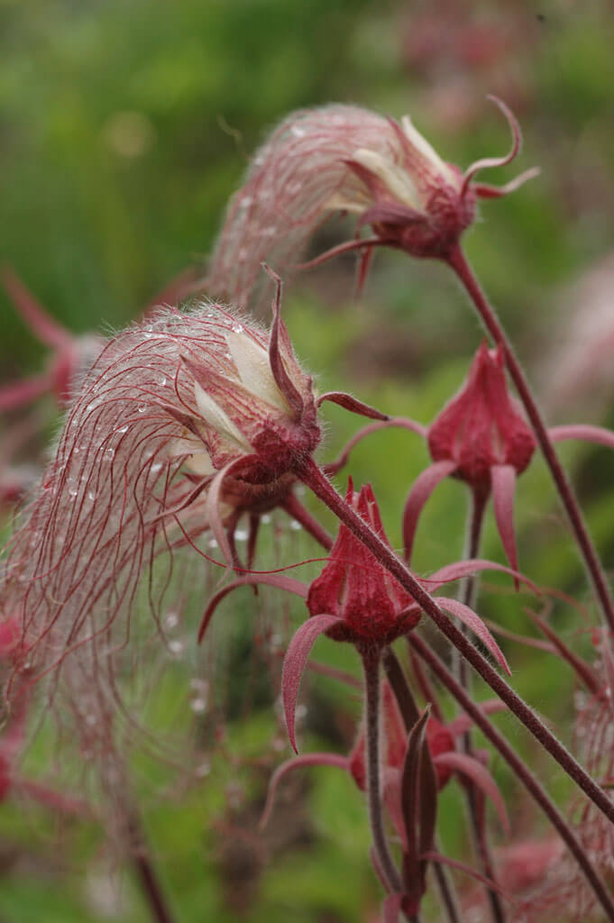 Geum, Prairie Smoke