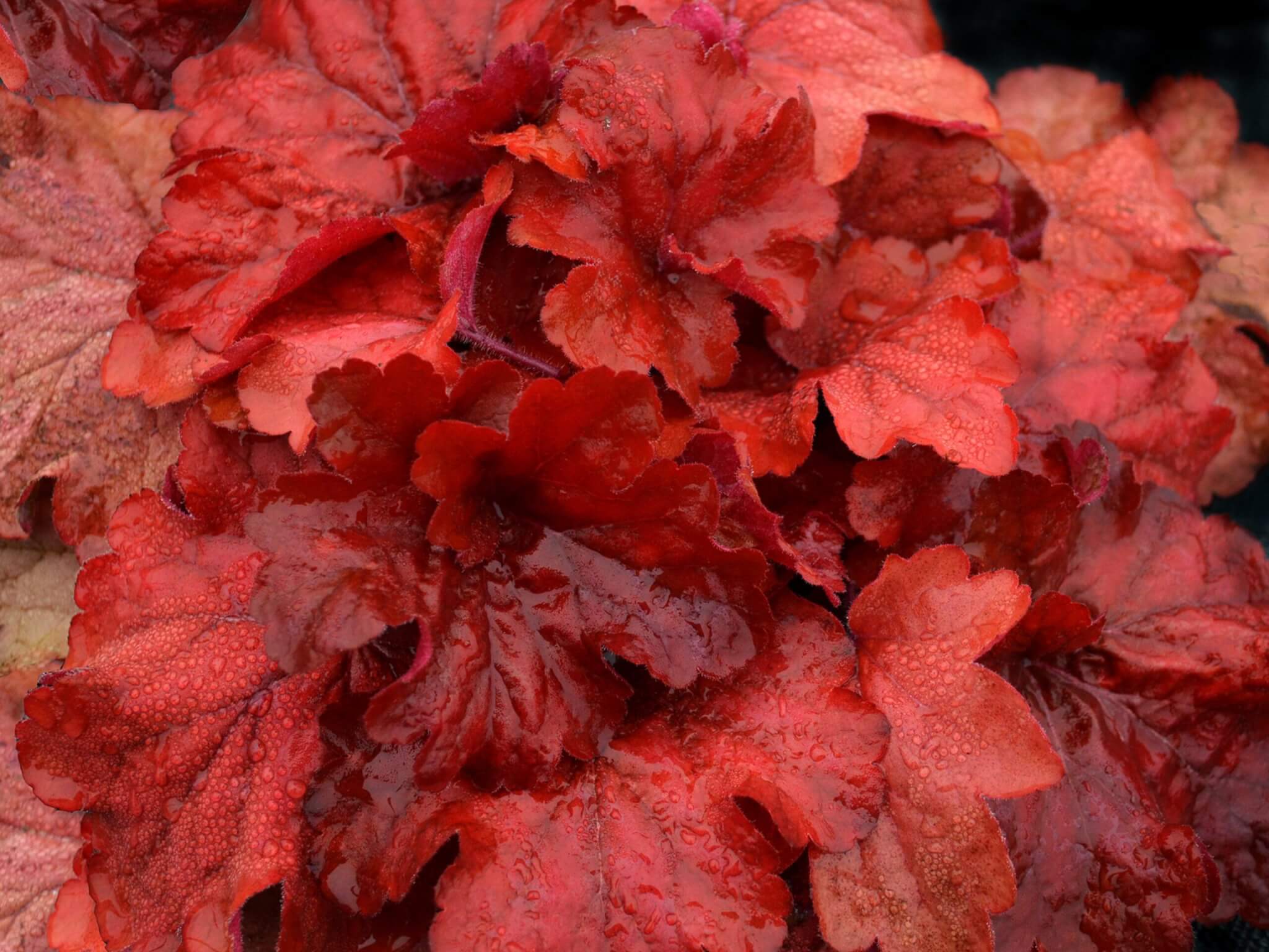 Coralbells, Fire Alarm