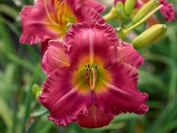 Daylily, Earlybird Cardinal