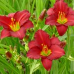 Daylily, Pardon Me