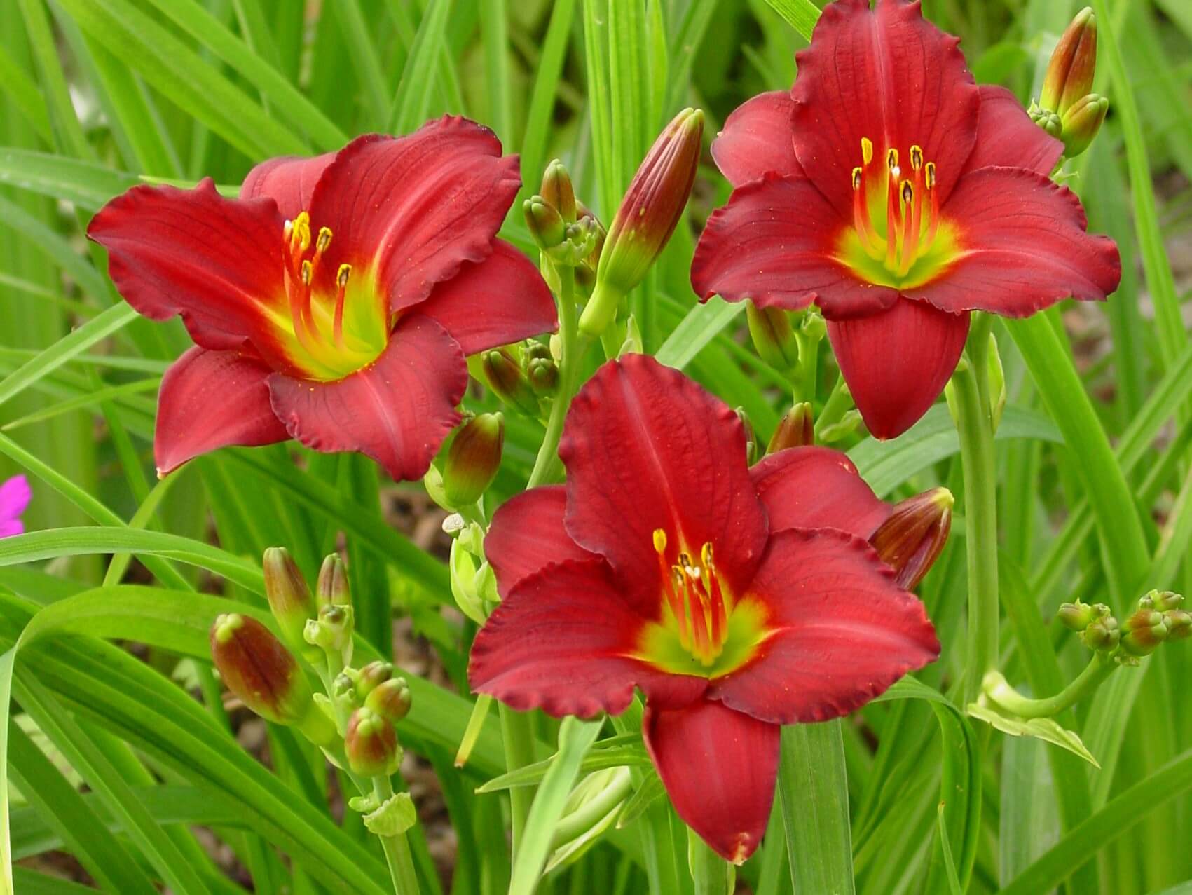 Daylily, Pardon Me