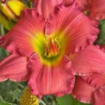Daylily, Passionate Returns
