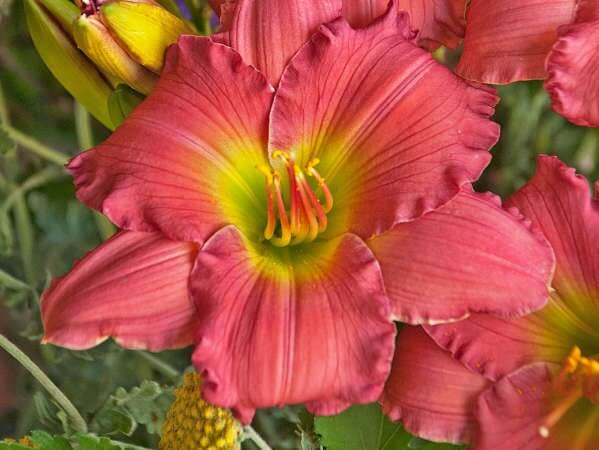 Daylily, Passionate Returns
