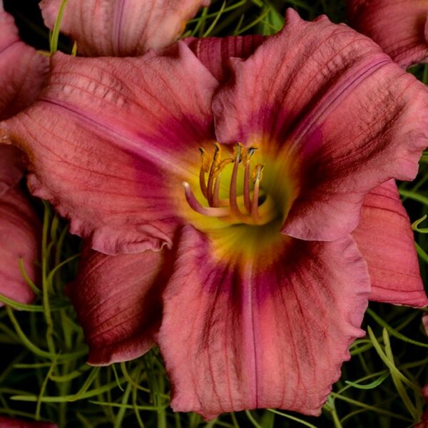 Daylily, Rosy Returns