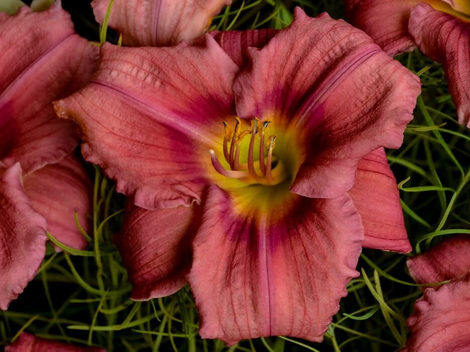 Daylily, Rosy Returns