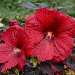 Hibiscus, Holy Grail