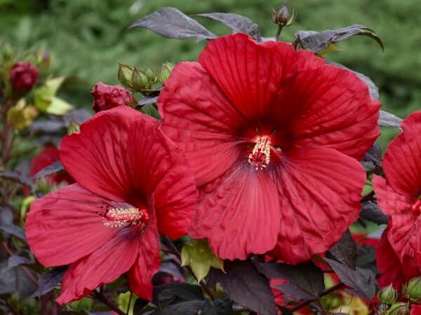 Hibiscus, Holy Grail