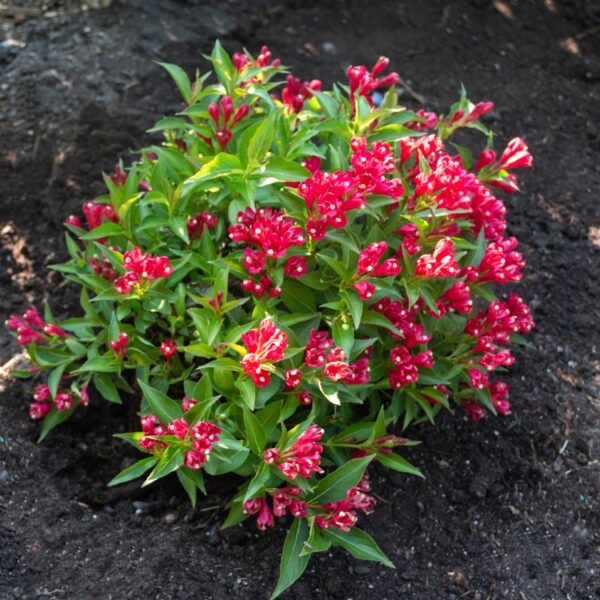 Weigela, Crimson Kisses