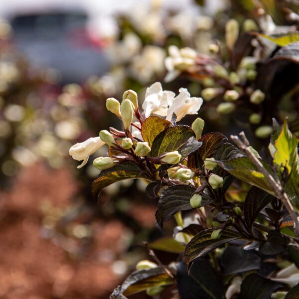 Weigela, Date Night Tuxedo