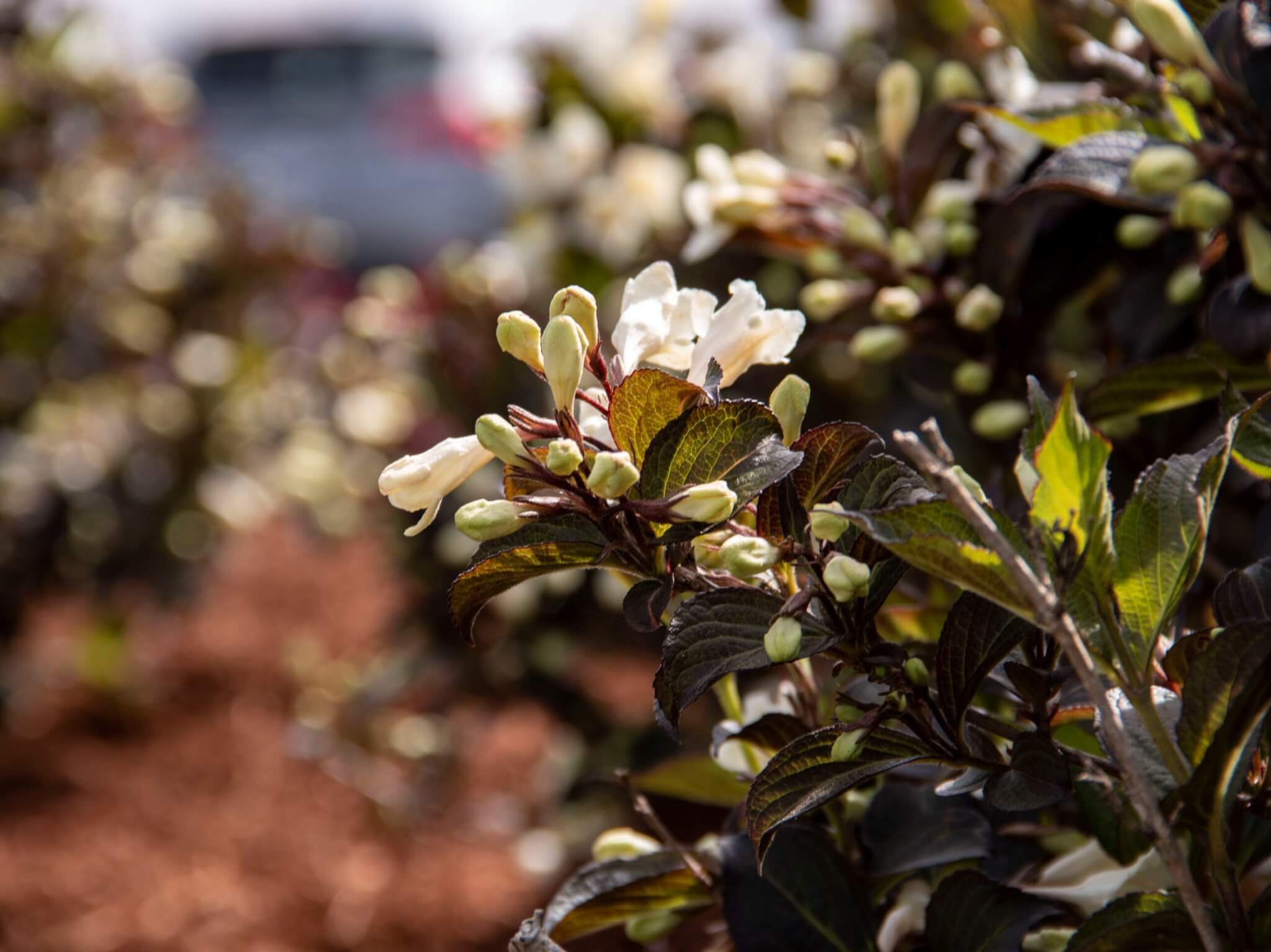 Weigela, Date Night Tuxedo