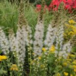 Gayfeather, Floristan White
