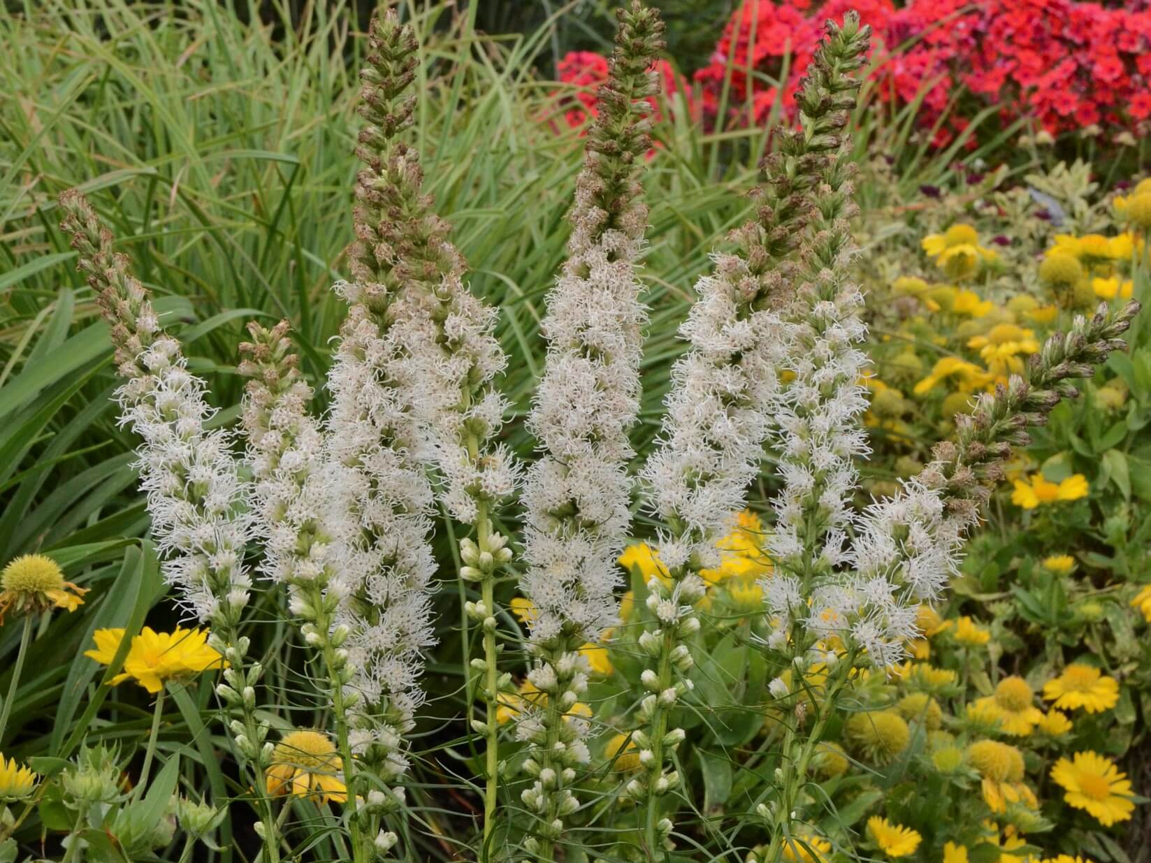 Gayfeather, Floristan White