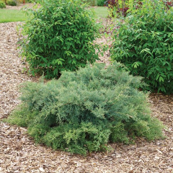 Juniper, Montana Moss - Image 2