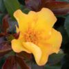 Shrub Rose, Nitty Gritty Yellow - Image 2