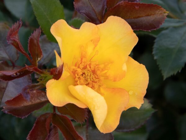 Shrub Rose, Nitty Gritty Yellow - Image 2