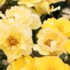 Shrub Rose, Nitty Gritty Yellow
