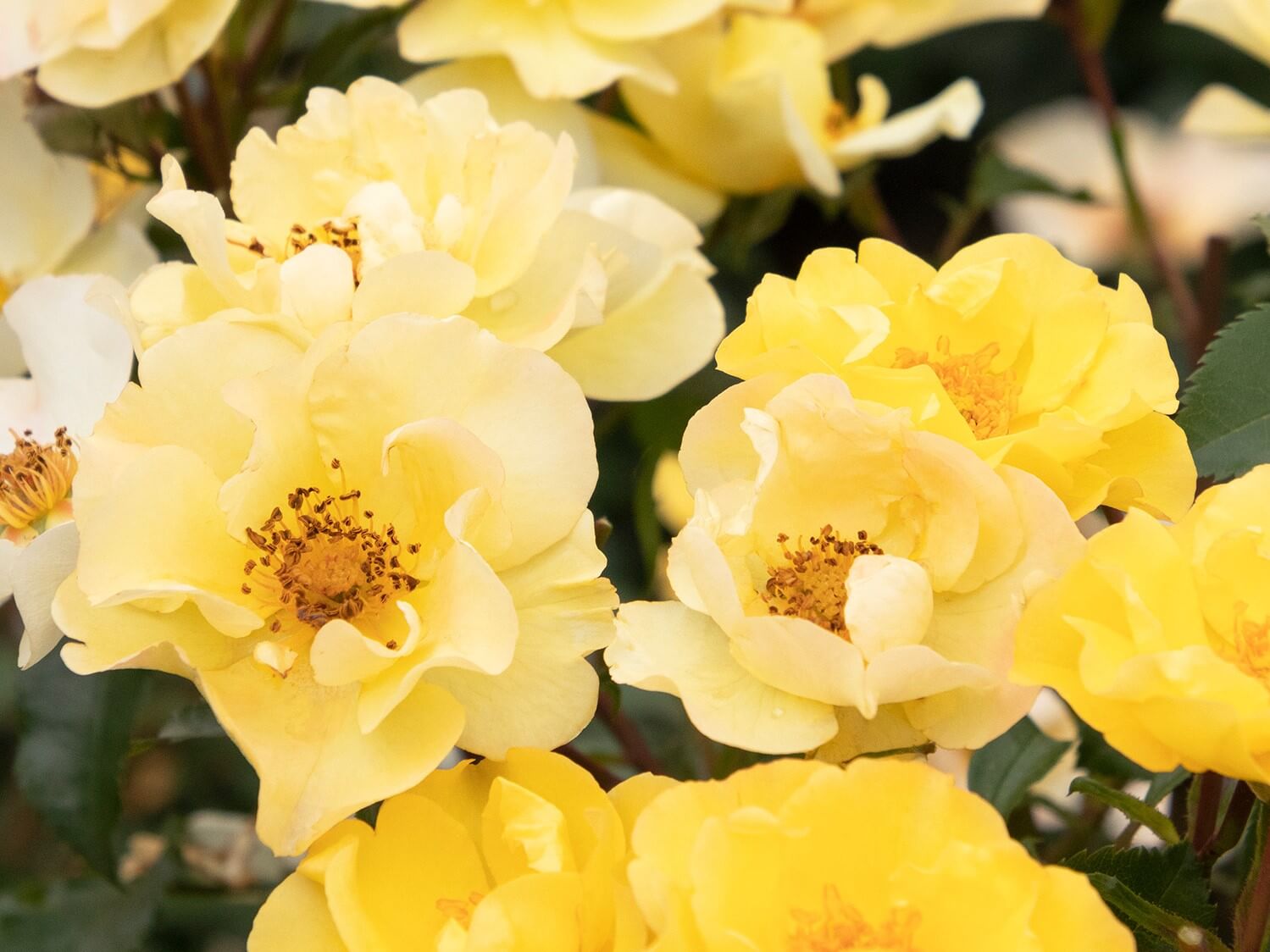 Shrub Rose, Nitty Gritty Yellow