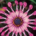 Osteospermum, Flower Power Spider Pink